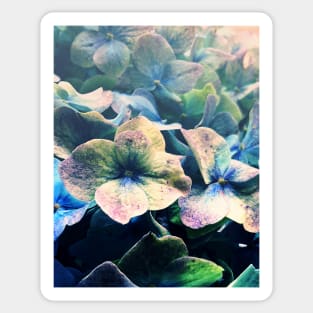 Blue Hydrangea Flower Botanical Sticker